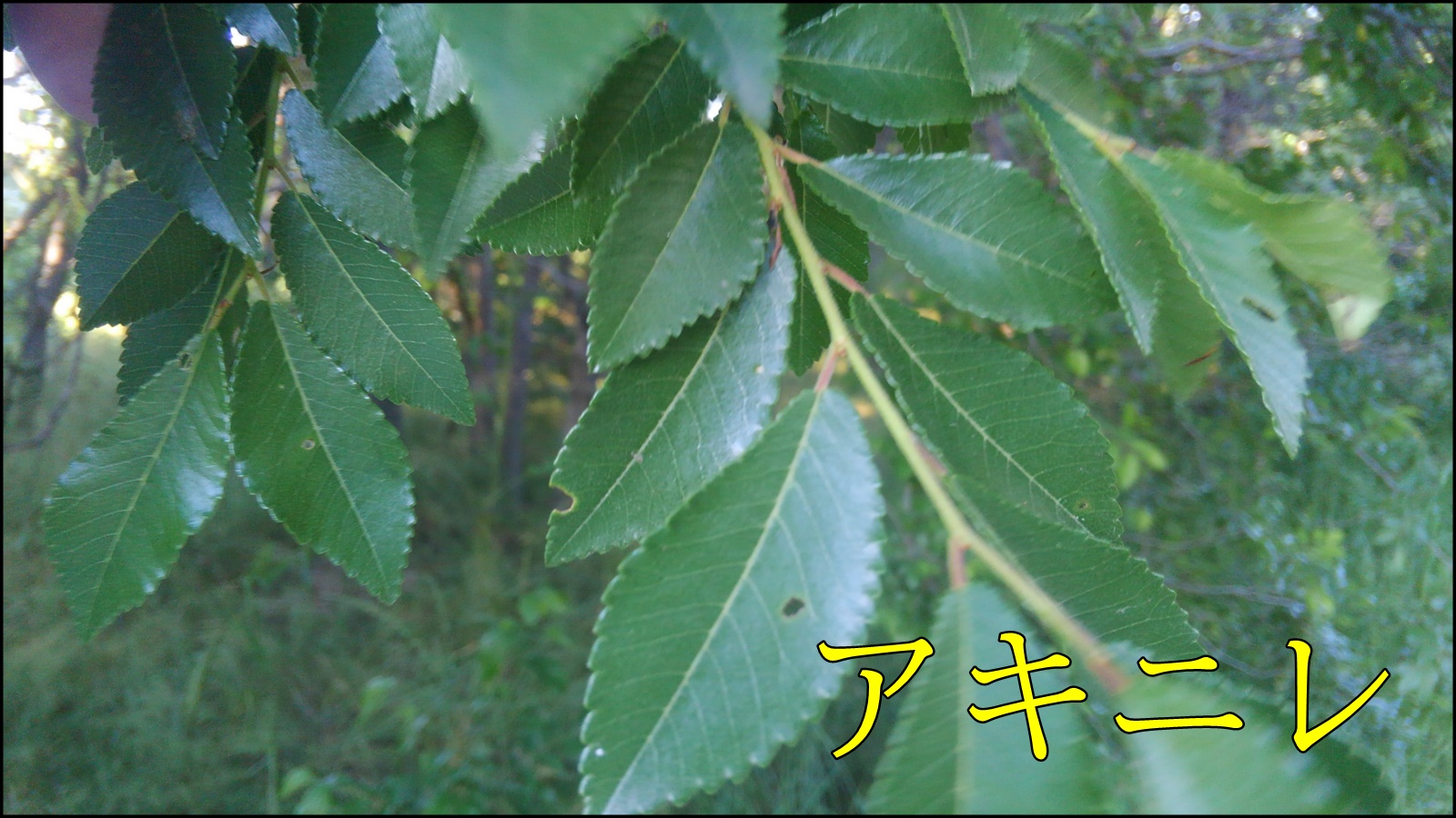 アキニレ