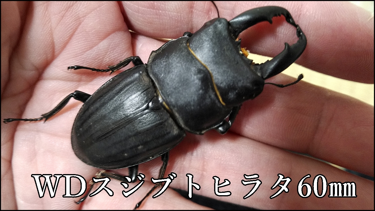 スジブトヒラタ60㎜