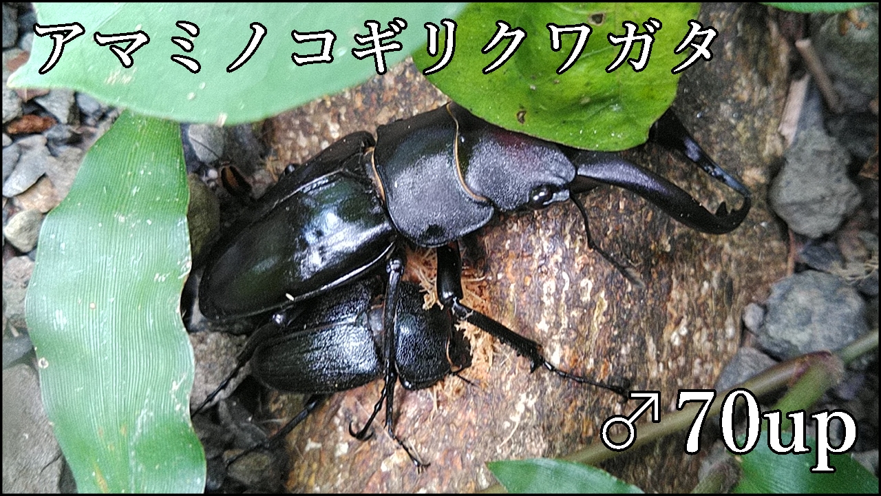アマミノコギリクワガタ