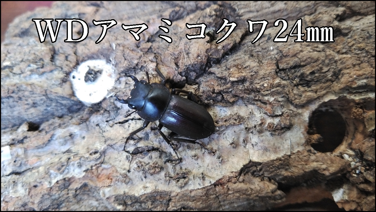 アマミコクワガタ
