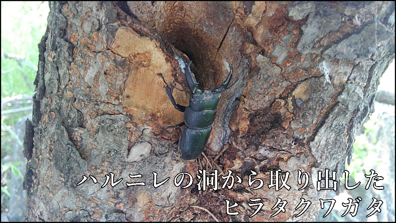 ハルニレのヒラタクワガタ