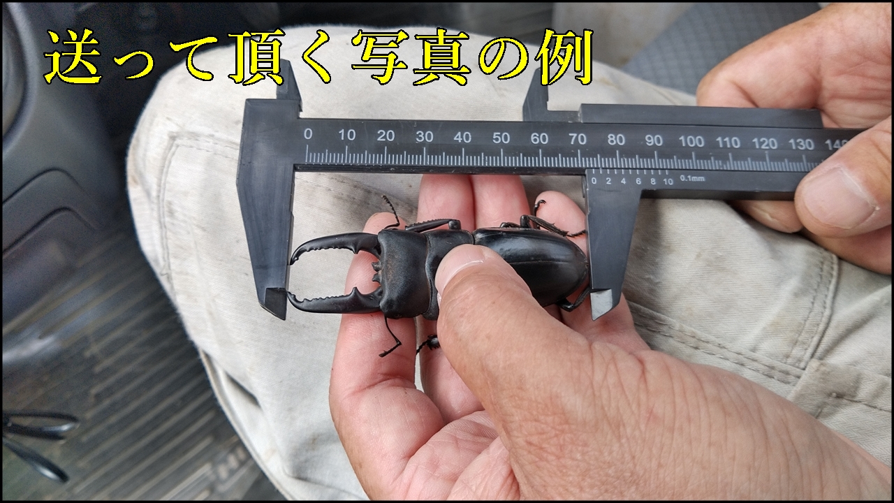 ヒラタクワガタ写真例