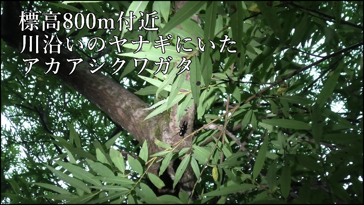 ヤナギのアカアシクワガタ