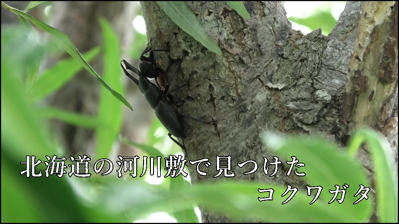 北海道河川敷のコクワガタ