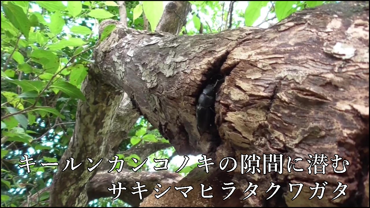 キールンカンコノキのサキシマヒラタクワガタ