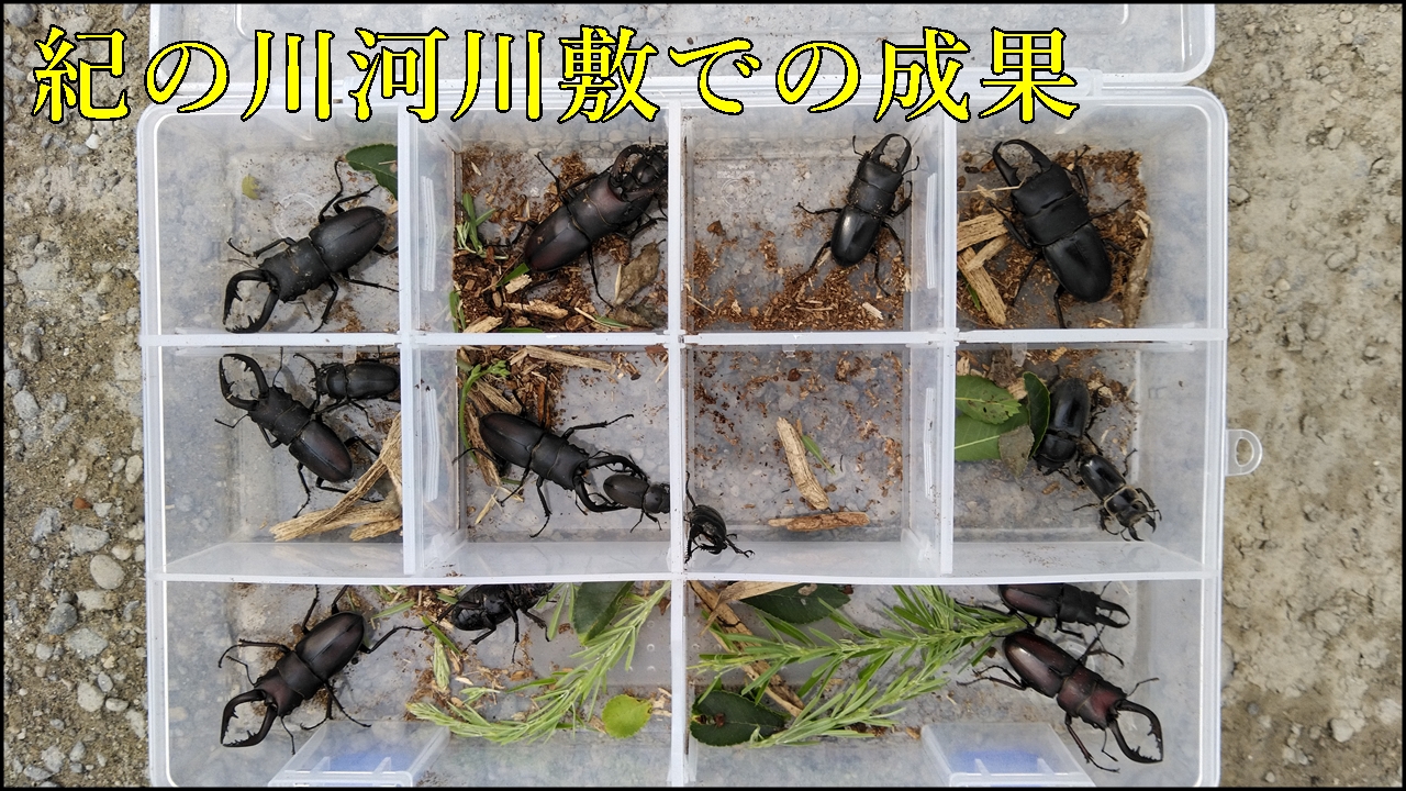 和歌山産ヒラタクワガタ