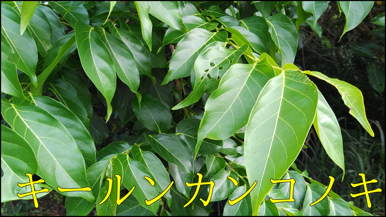 キールンカンコノキ