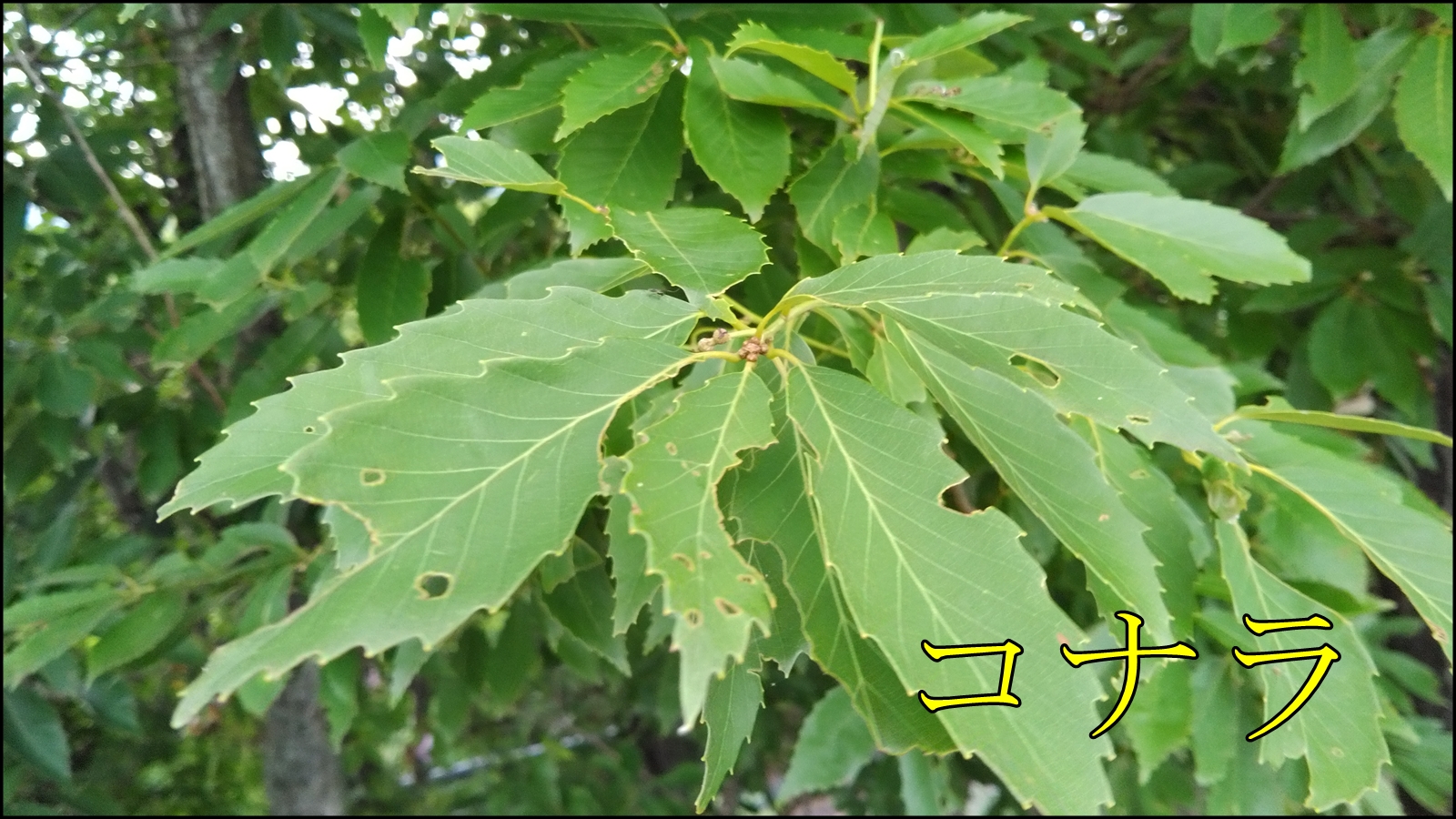 コナラ