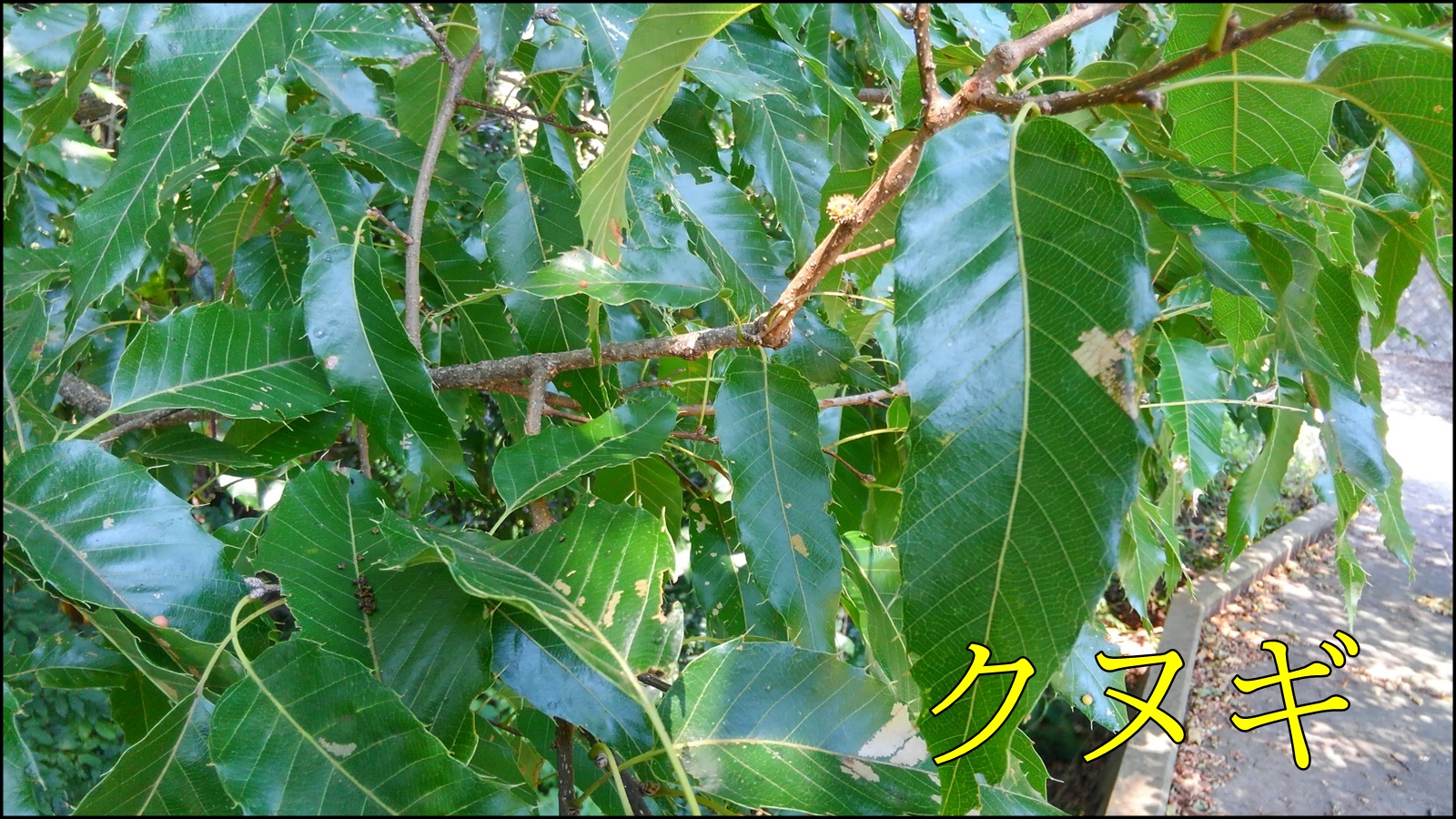 クヌギ