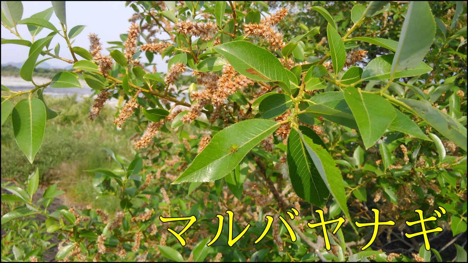マルバヤナギ