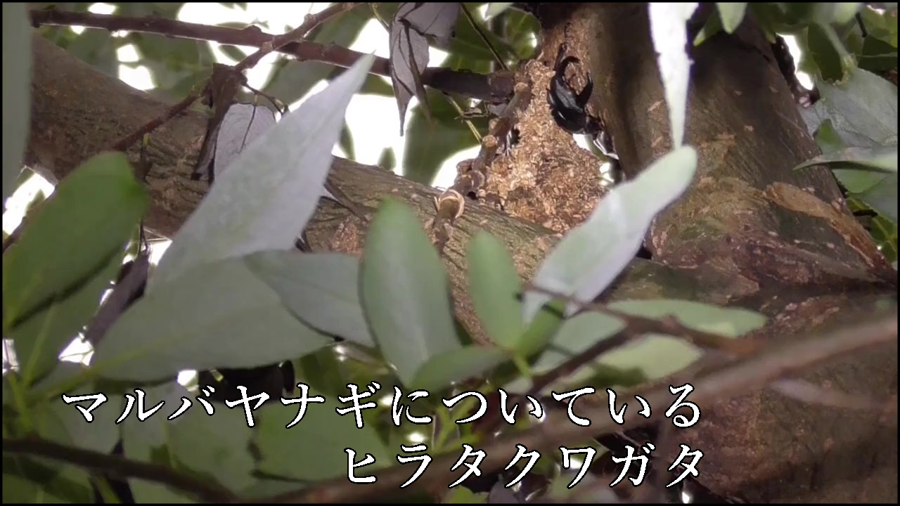 マルバヤナギのヒラタクワガタ