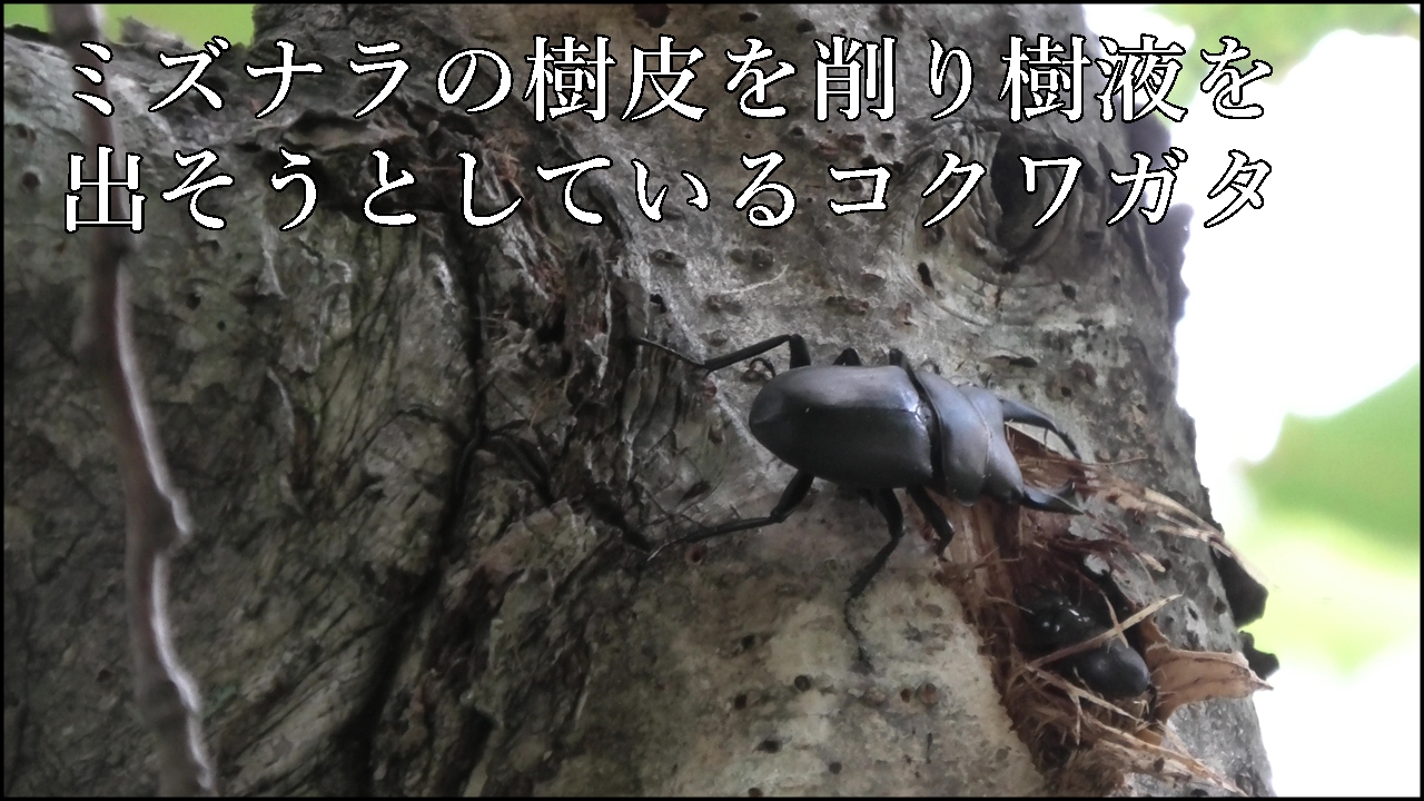 ミズナラに集まるコクワガタ