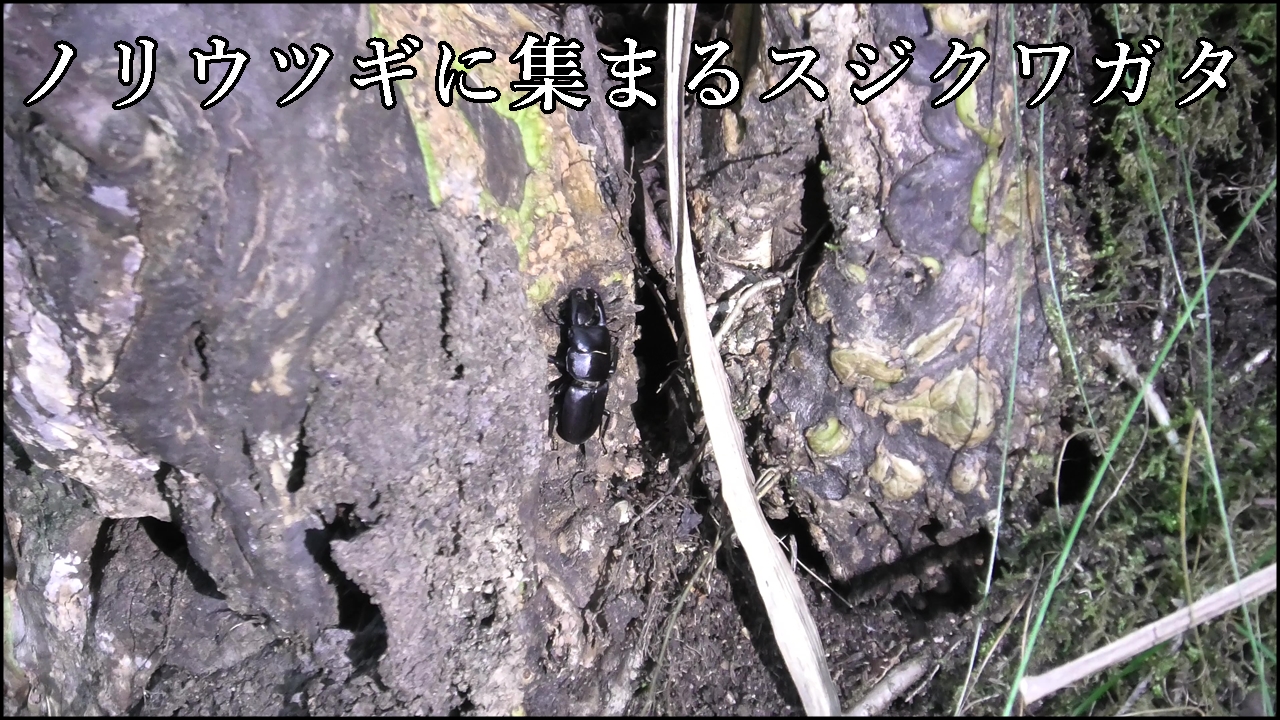 ノリウツギに集まるスジクワガタ