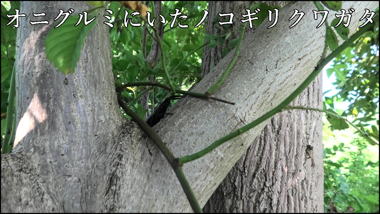 オニグルミにつくノコギリクワガタ
