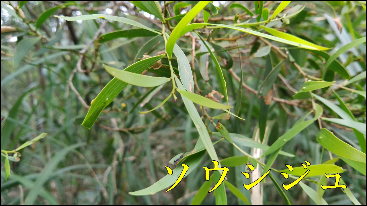 ソウシジュ