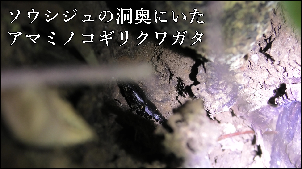 ソウシジュにいたアマミノコギリクワガタ