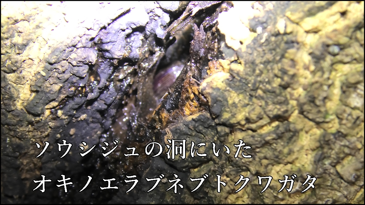 ソウシジュにいたオキノエラブネブトクワガタクワガタ