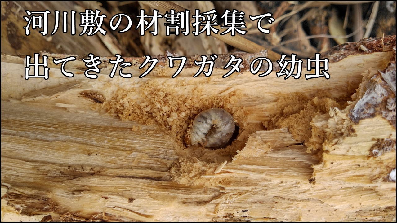 コクワガタの幼虫