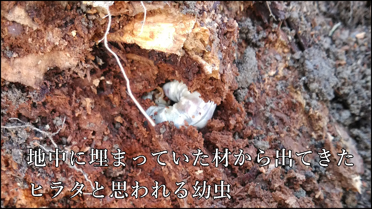 ヒラタクワガタの幼虫