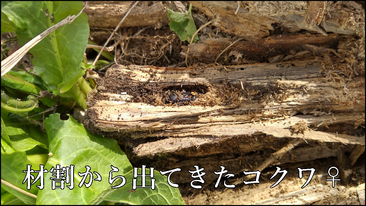 材割から出てきたコクワガタ♀