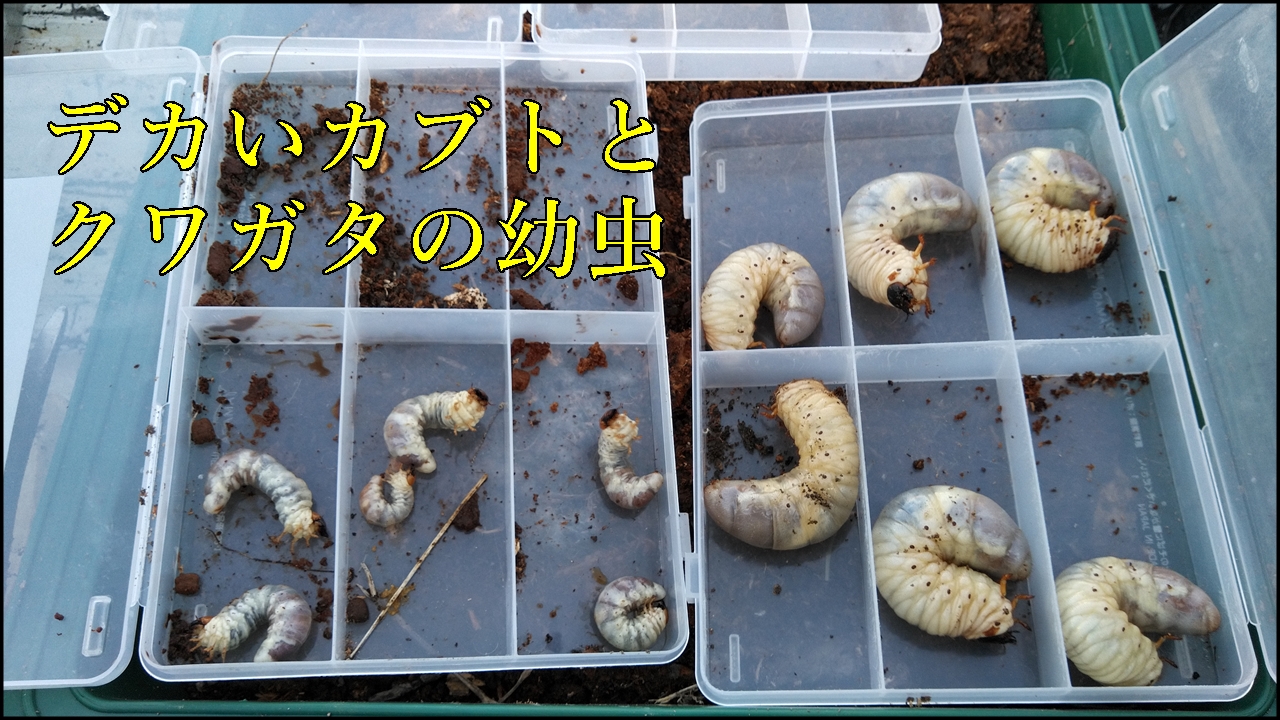 カブトとクワガタの幼虫