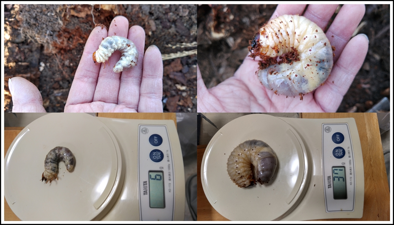カブトの幼虫37ｇ