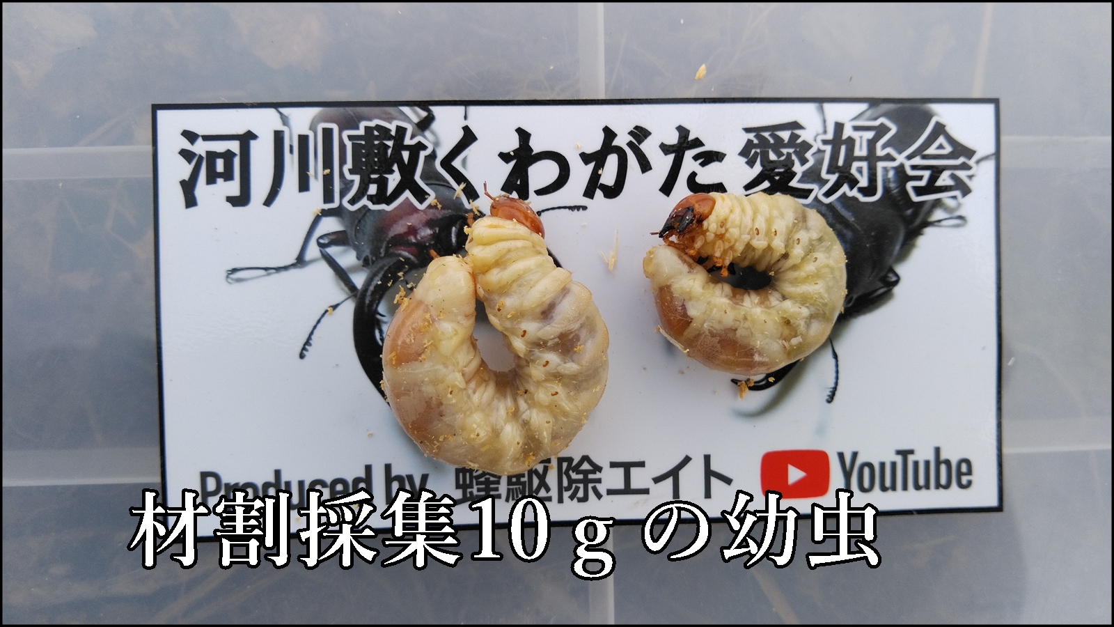 ヒラタクワガタの幼虫10ｇ